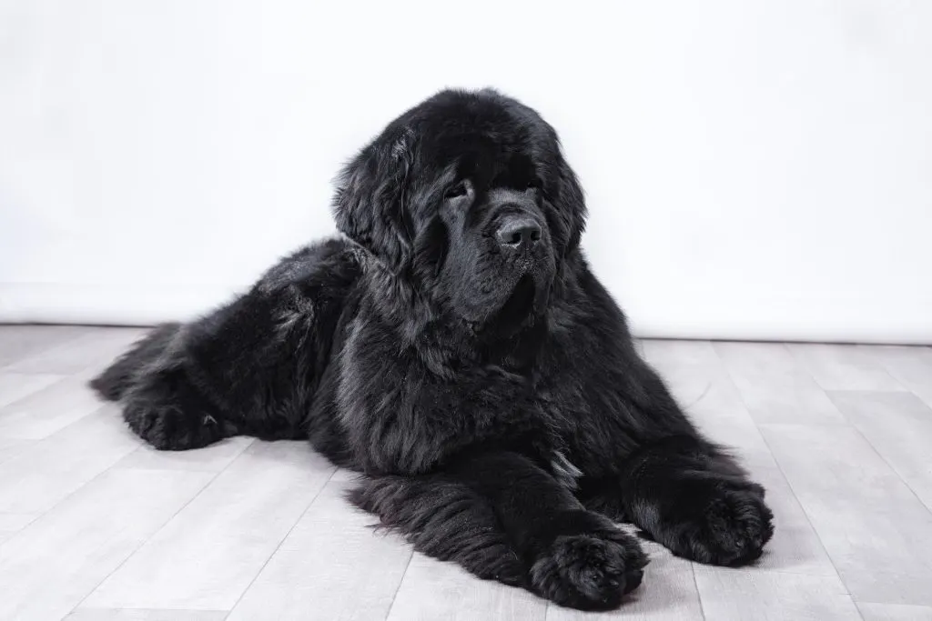 black newfoundland dog laying on floor