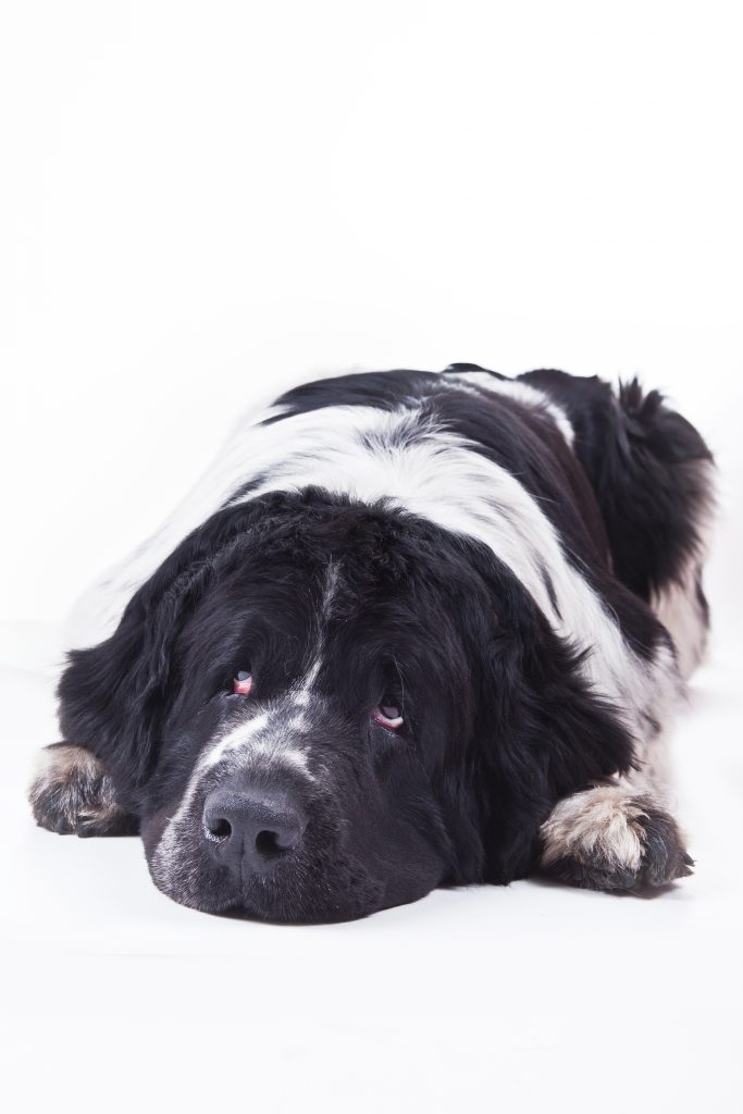 do Newfoundland dogs sleep a lot