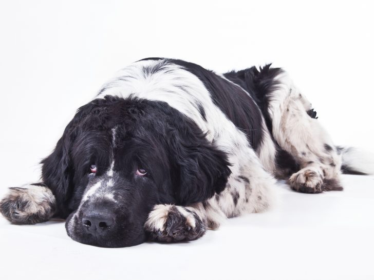 newfoundland dog with eye problems