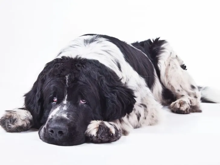 newfoundland dog with eye problems