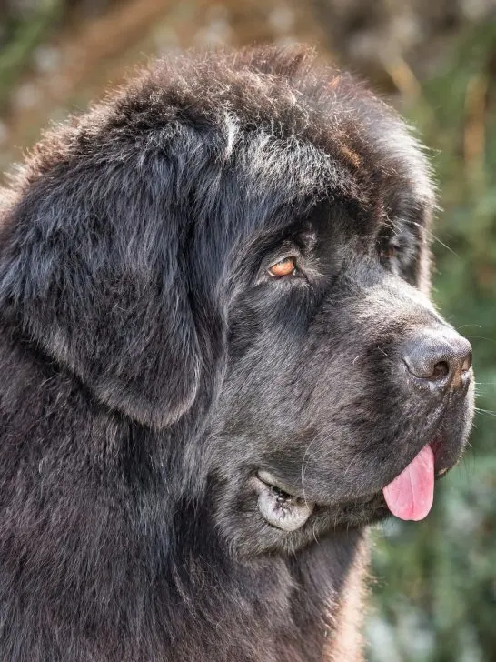 purebred black newfoundland dog