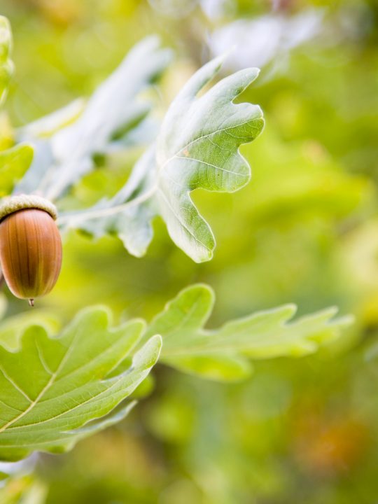 Acorns are the giant seeds of oak trees.