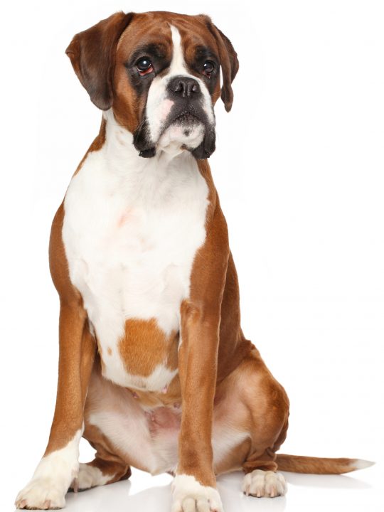 Boxer dog sitting on floor