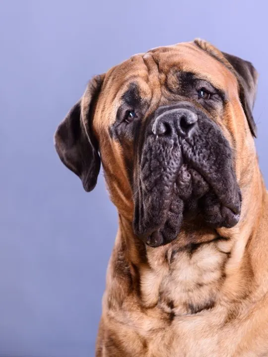 the Bullmastiff is a dog breed that drool