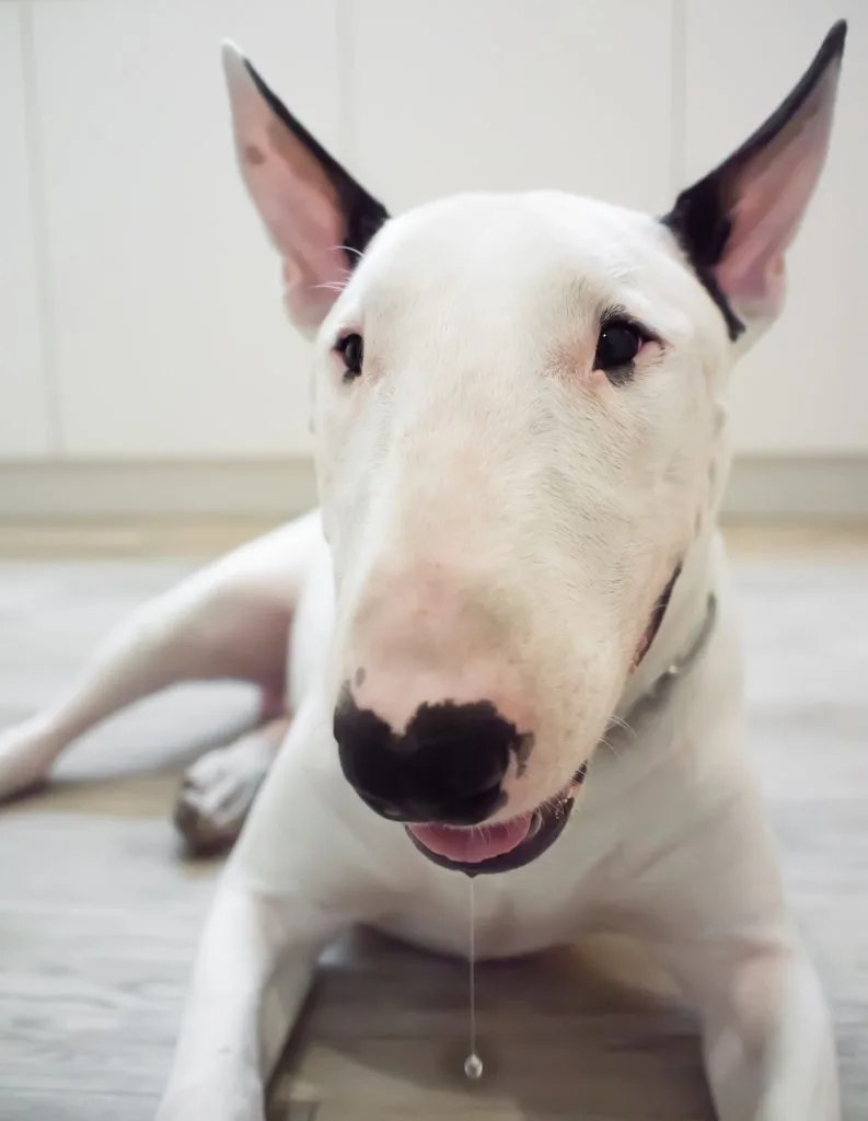 dog drooling on floor