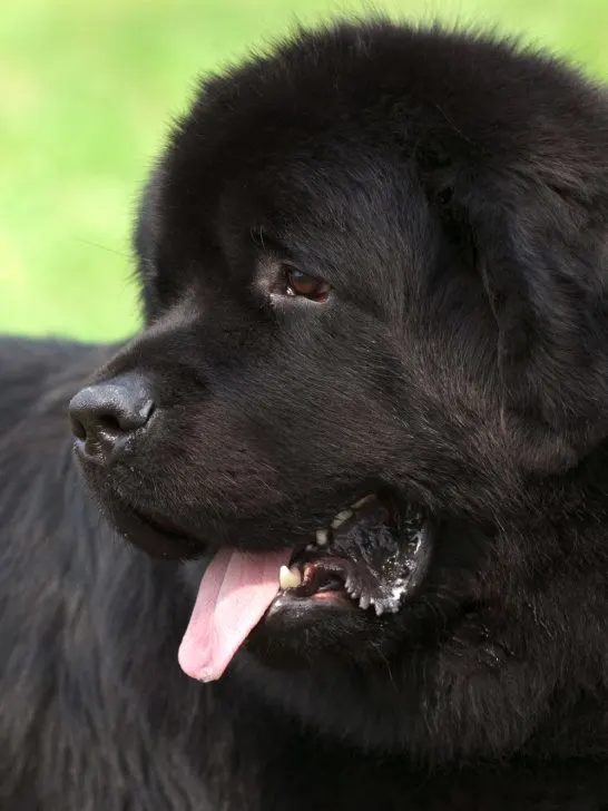 black young newfoundland dog