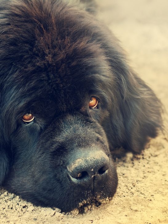 newfoundland dog ear infection