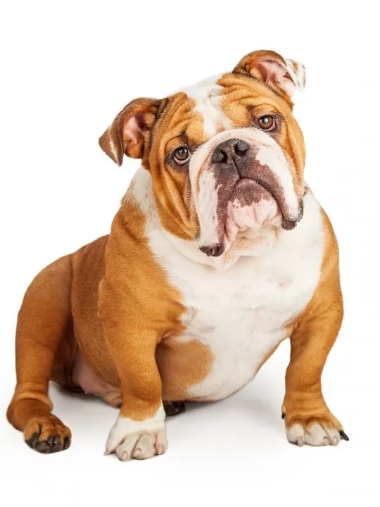 Adorable English Bulldog Looking Into The Camera