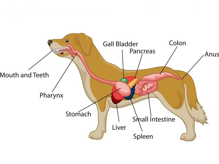 dog pancreas