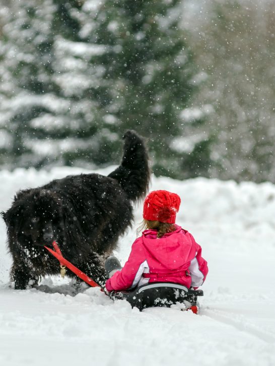 newfoundland dog hauling christmas trees