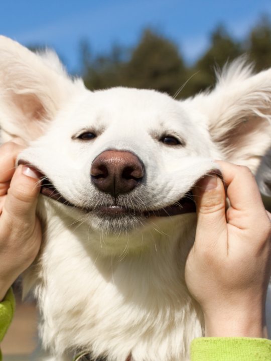 caring properly for dog jowls