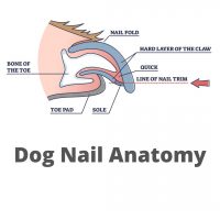 dog nail anatomy