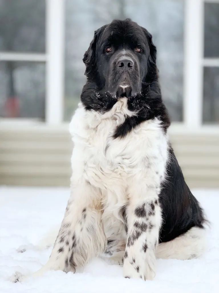 Odin the landseer Newfoundland