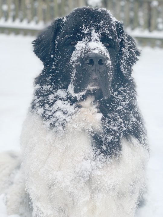 dog with double coat in snow