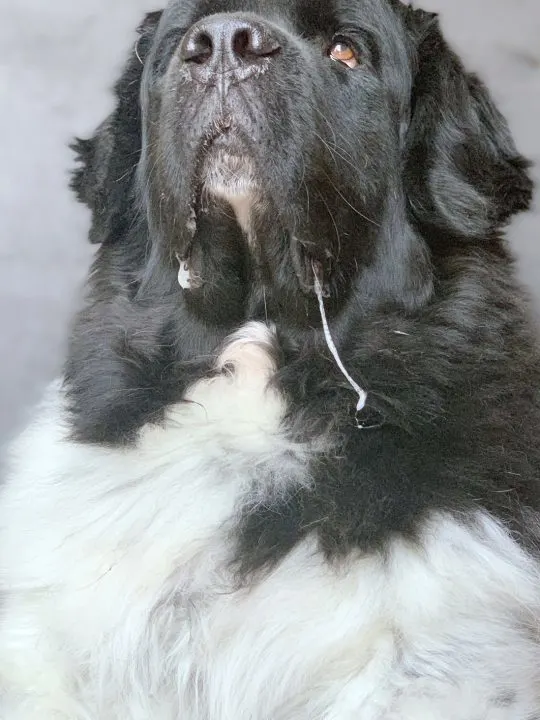 big dog drooling on couch