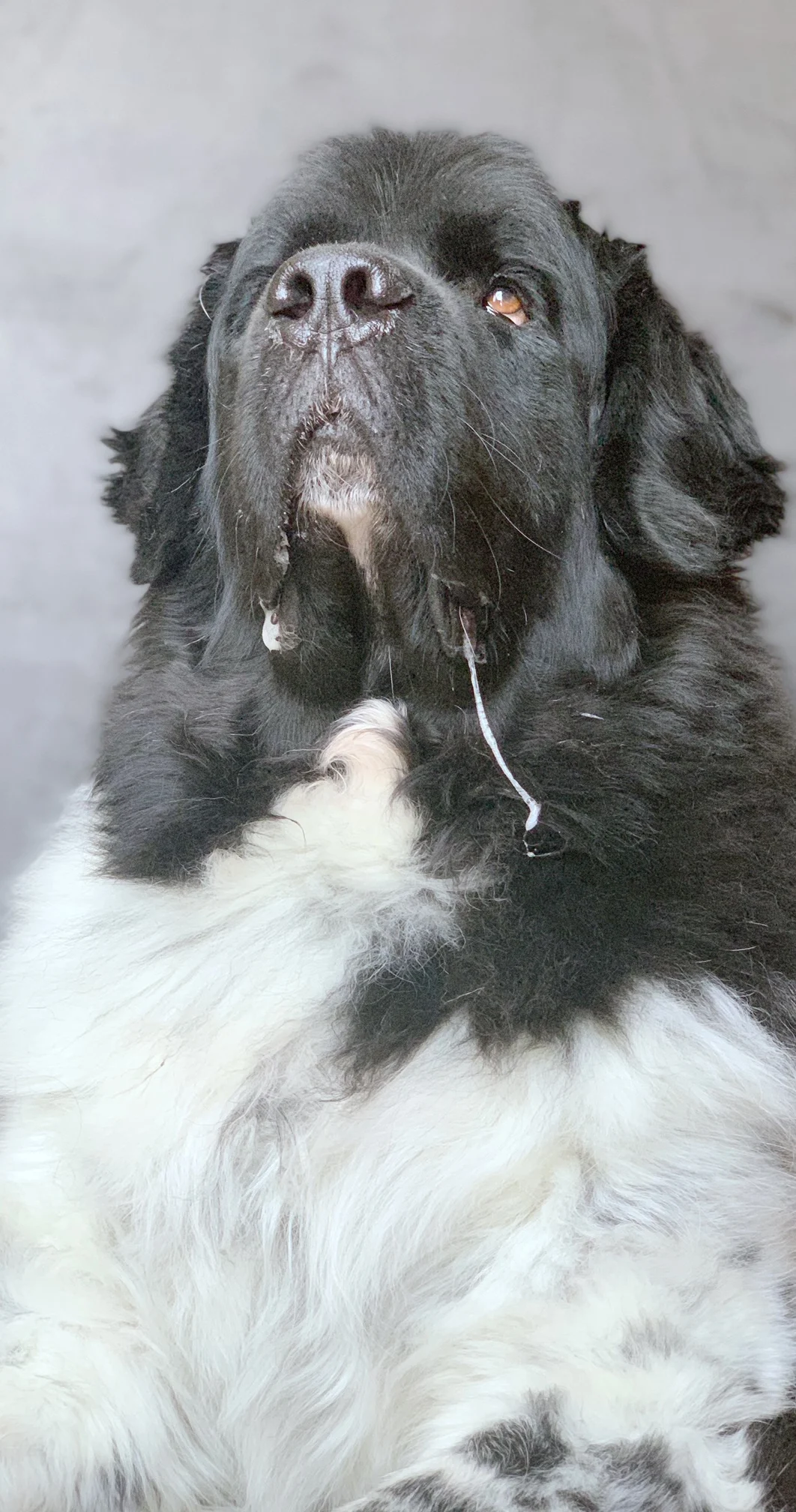 big dog drooling on couch