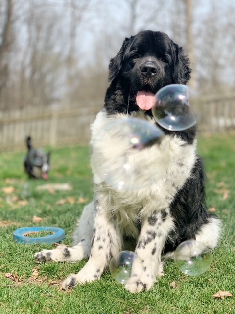 dog playing with homemade dog bubbles