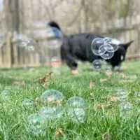 dog playing with dog safe bubbles