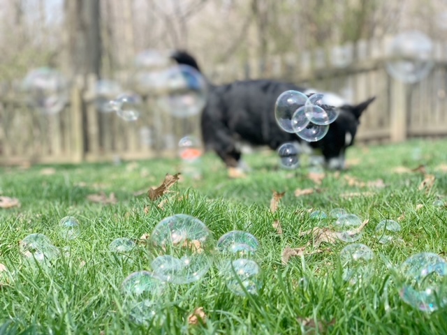 small dog playing with bubbles in the grass