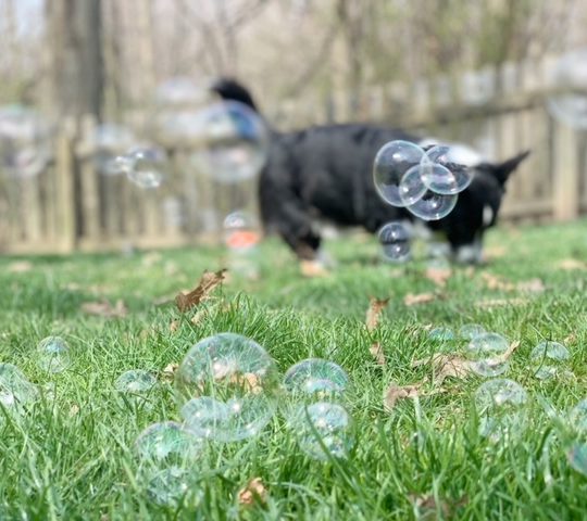 small dog playing with bubbles in the grass