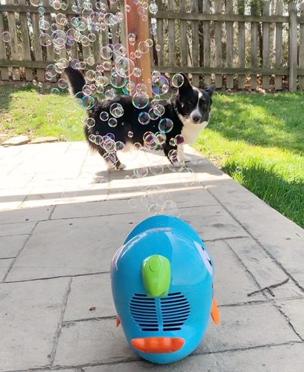 corgi playing with a bubble machine