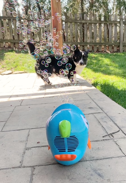 corgi playing with a bubble machine