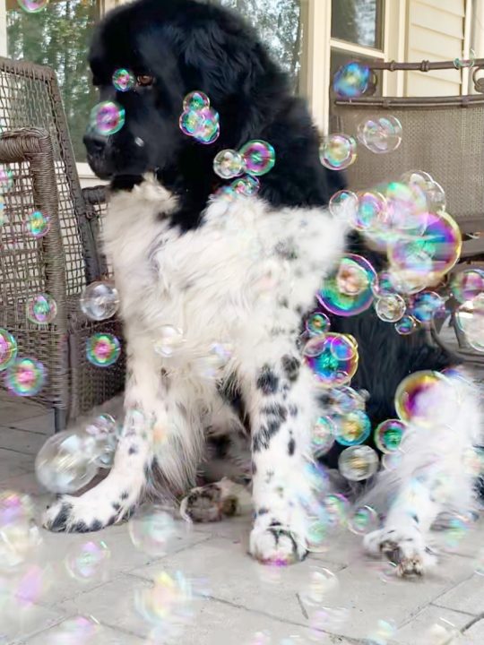 newfoundland dog with bubbles floating