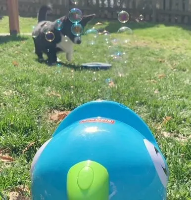 dog playing with bubble machine