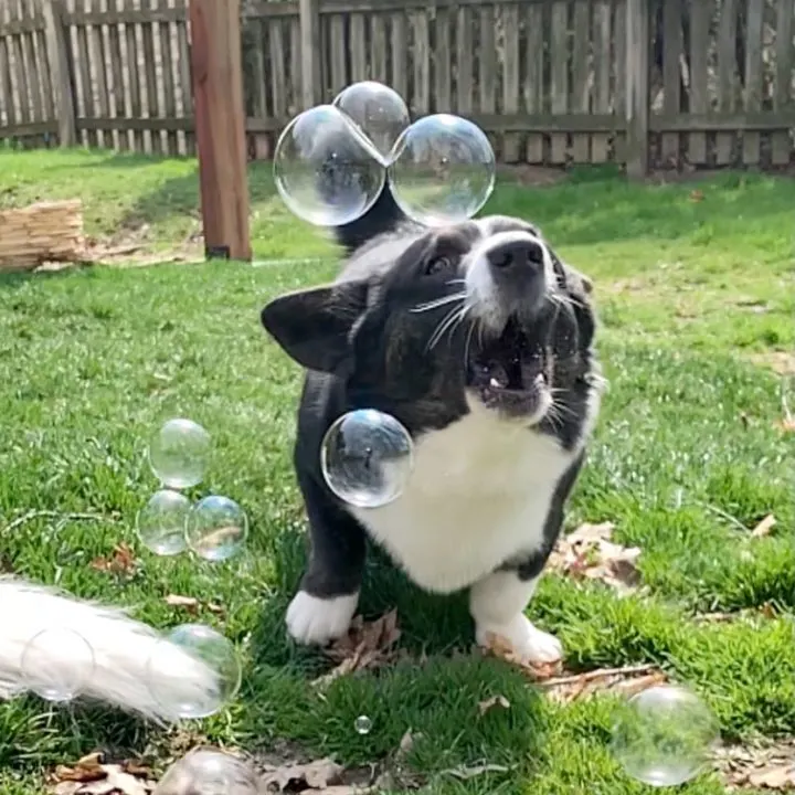 dog bubble for canine enrichment