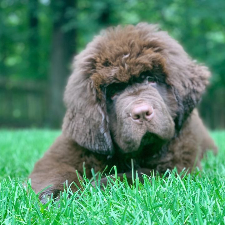 young dog eating grass in yard