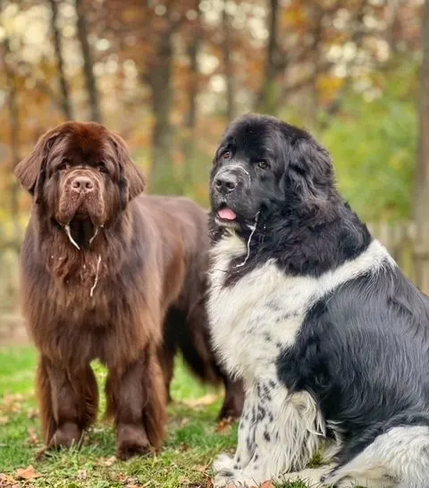 brown Newfoundland dog and Landseer drooling