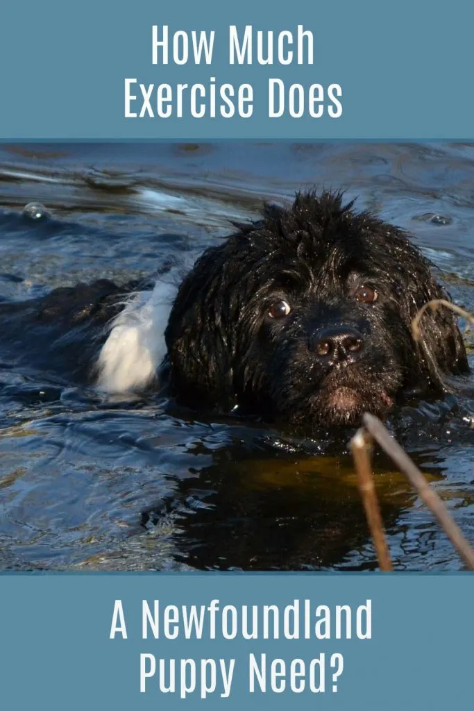 Giant breed puppies like the Newfoundland are more fragile than they look. They have limitations due to their rapidly growing bones and body and giving them too much exercise early in their life can set them up for some painful years ahead.