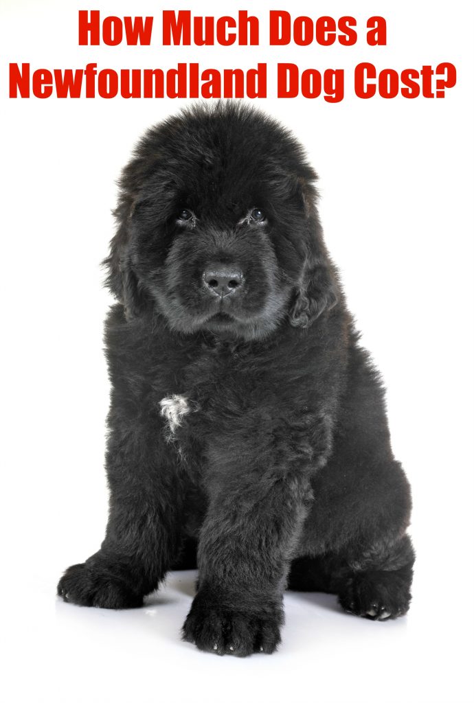 black newfoundland puppy