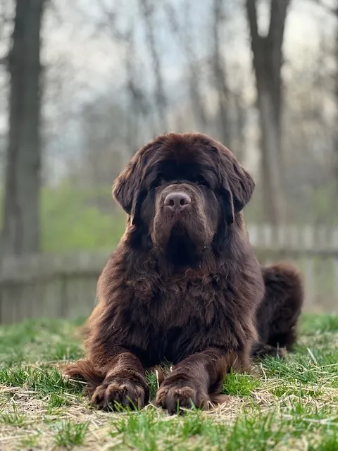 brown newfoundland dog digging in yard