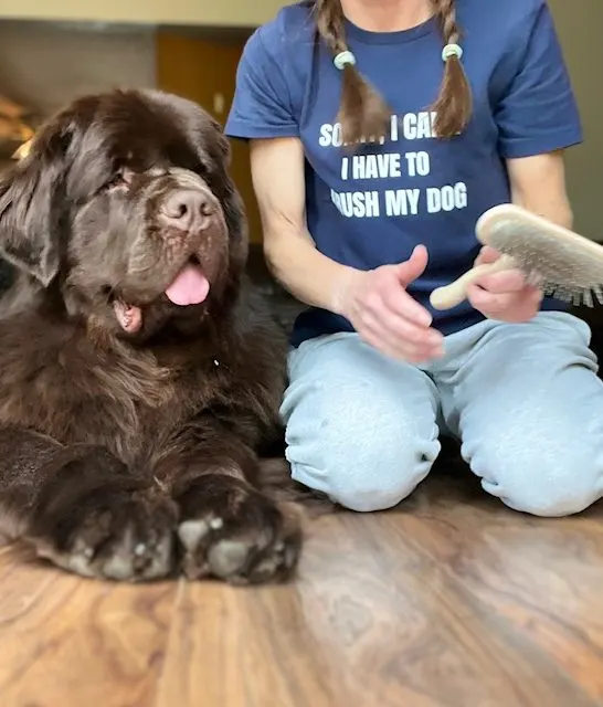 brown Newfoundland dog shedding