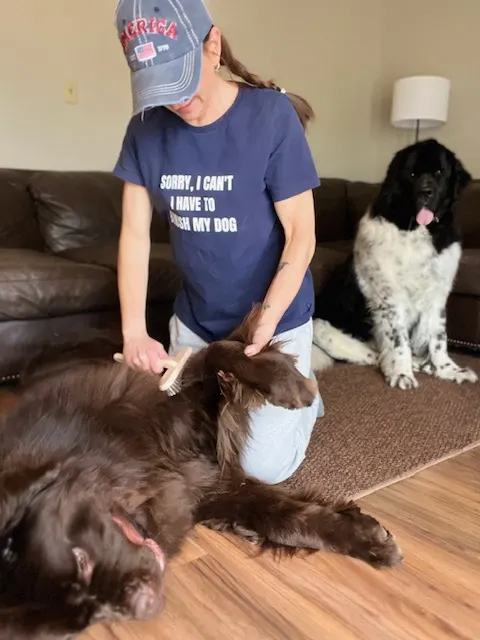 newfoundland dog laying on floor being brushed by owner