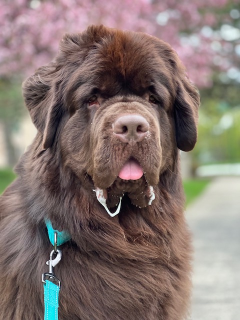 a list of the best Newfoundland dog books