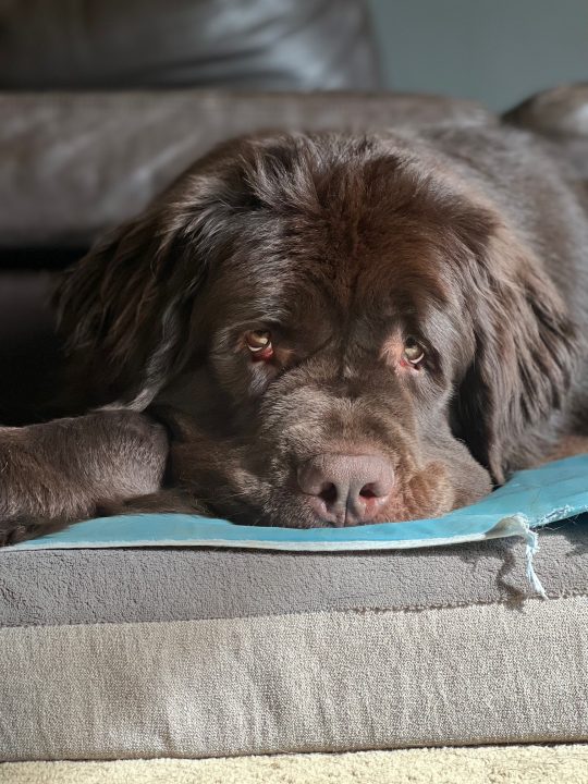 brown newfoundland adult dog