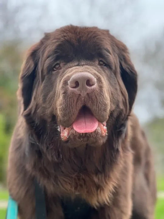 12 month old brown newfoundland dog