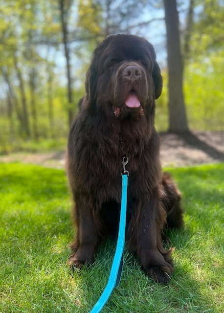 brown newfoundland dog sitting in grass