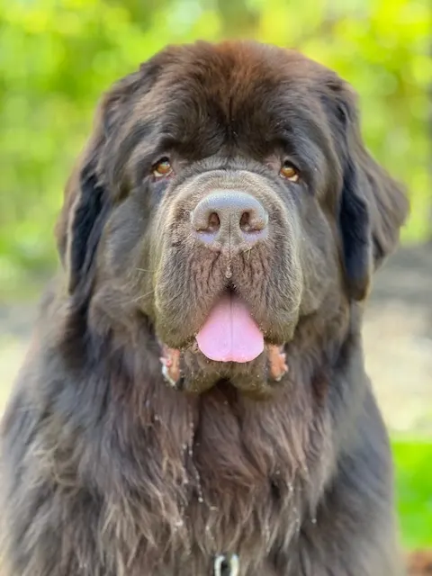 Newfie counter-surfing