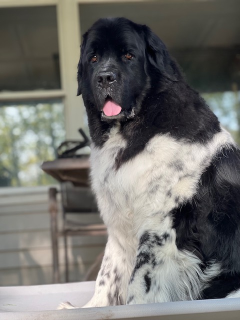 black and white Newfoundland sitting on dog bed