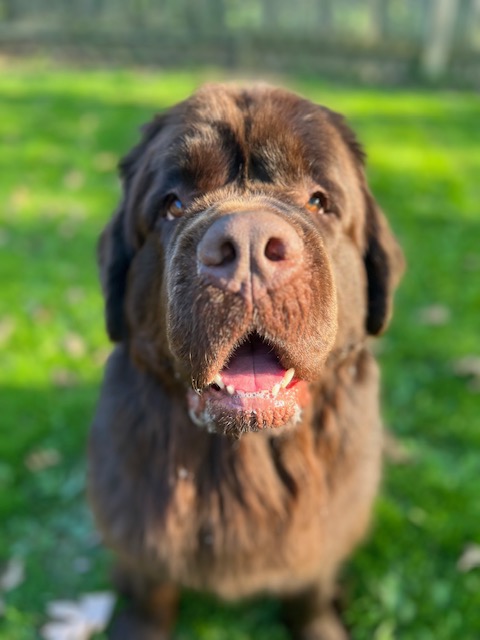 lifespan of Newfoundland dog