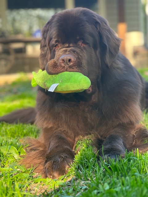 adolescent newfie dog