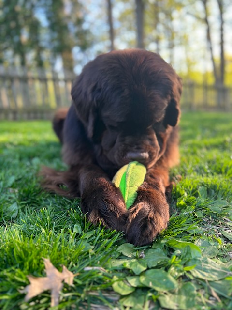 big brown dog playing with corn cob toy