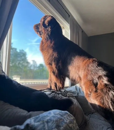 brown Newfoundland dog standing on couch and looking out the window