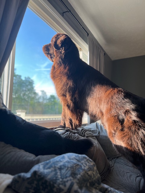 big dog drooling on home windows