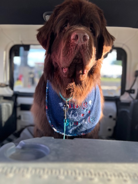 brown Newfoundland dog drooling