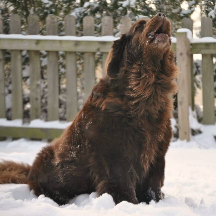 do newfoundlands bark