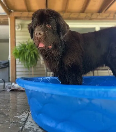 adut brown Newfoundland dog